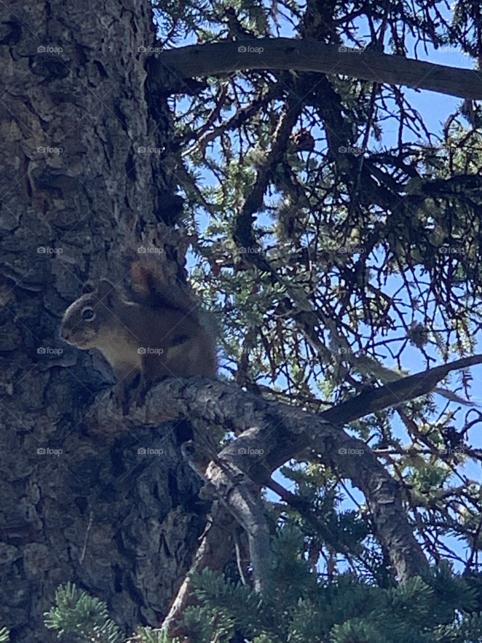 Squirrel in the tree 