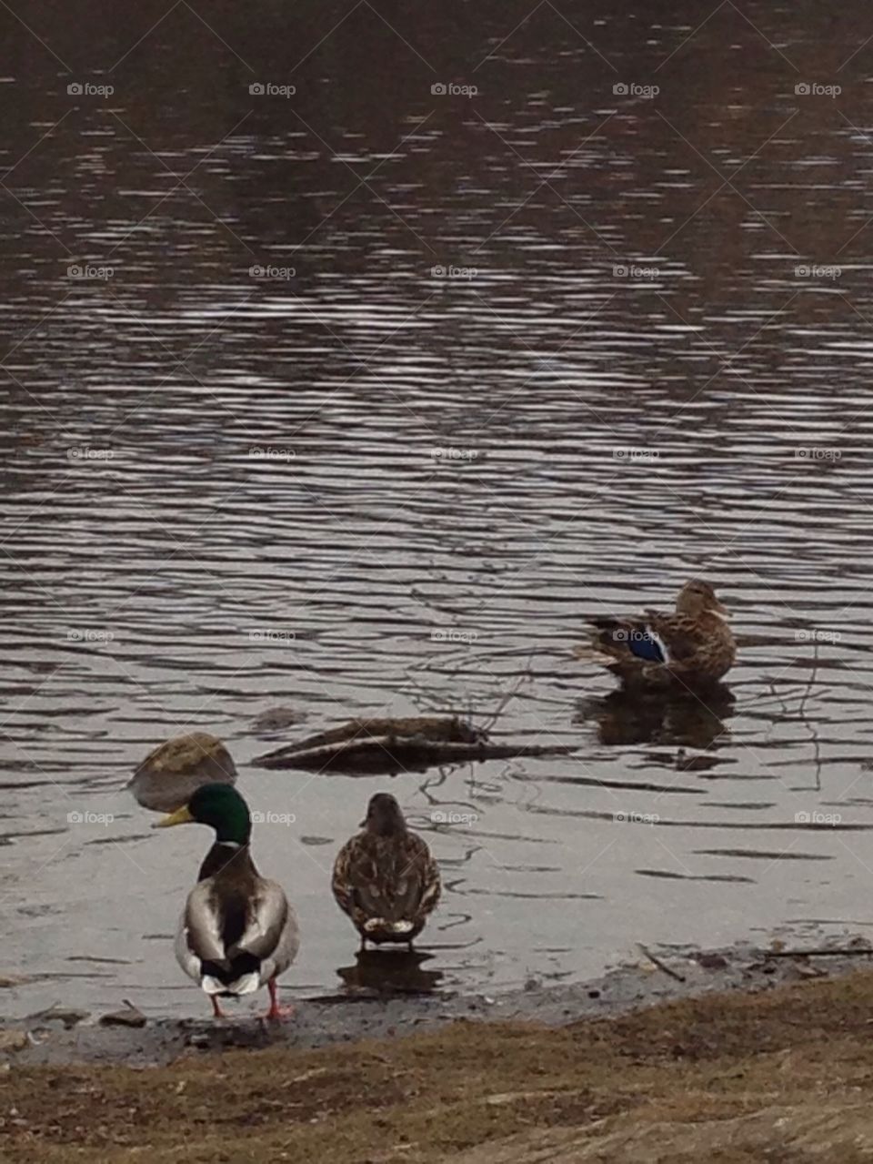 Serenity and ducks