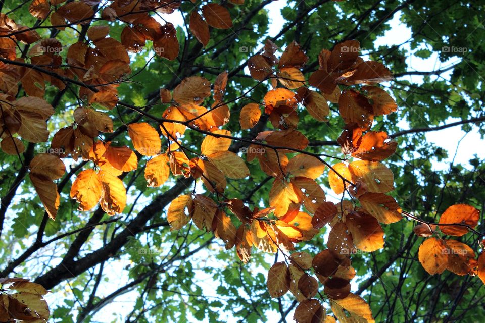 Low angle view of autumn leaves