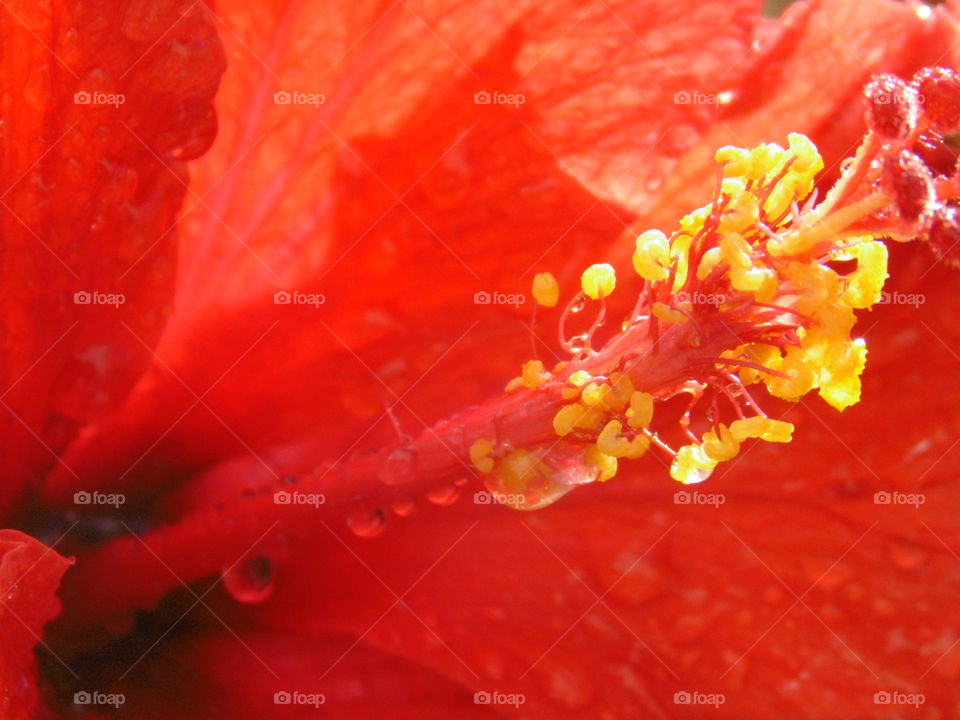 mobile picture 🌷🌺🌸