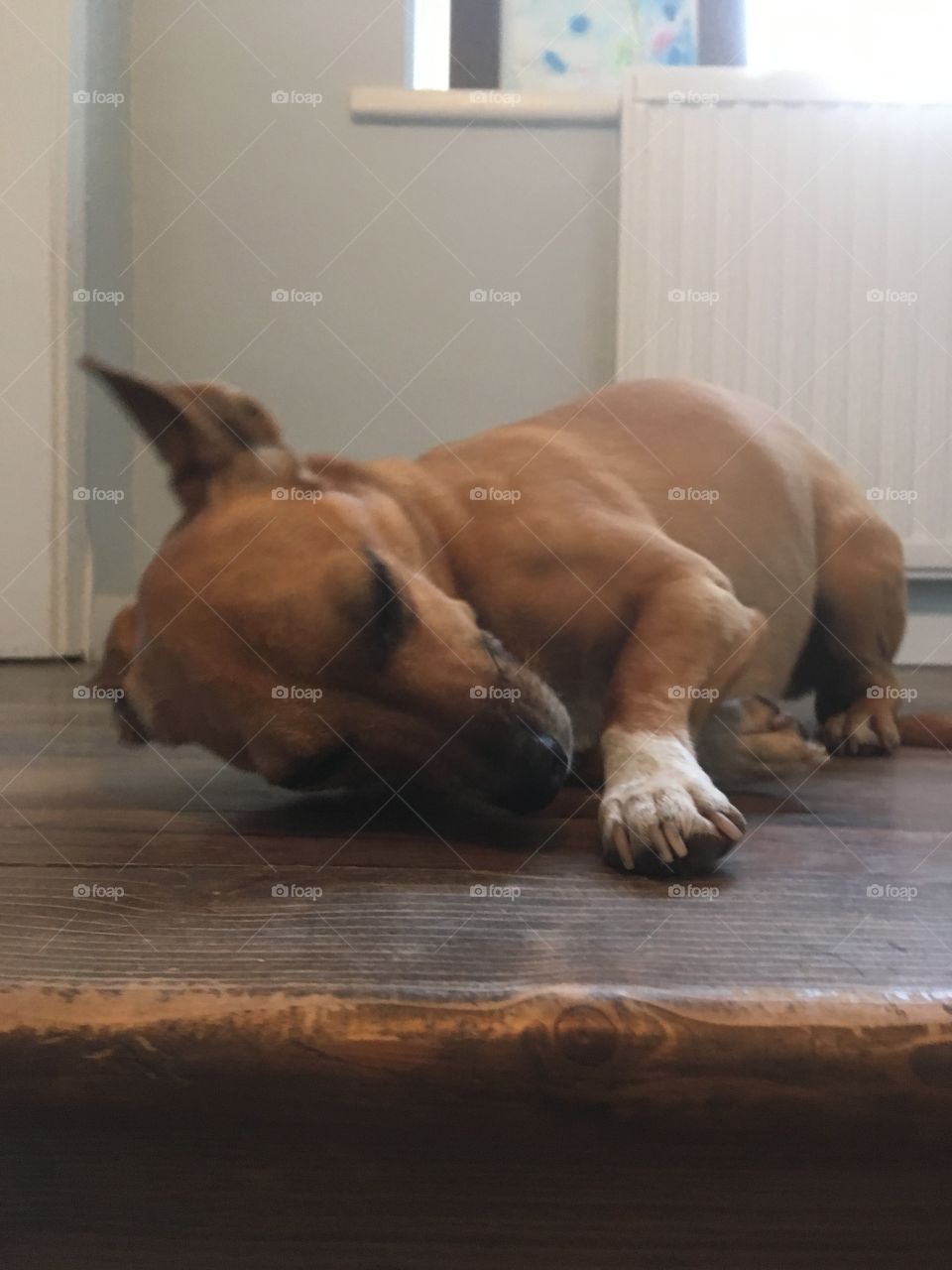 Chihuahua Jaffa, at top of the stairs looking very guilty and gorgeous... what have you done Jaffa 🤔