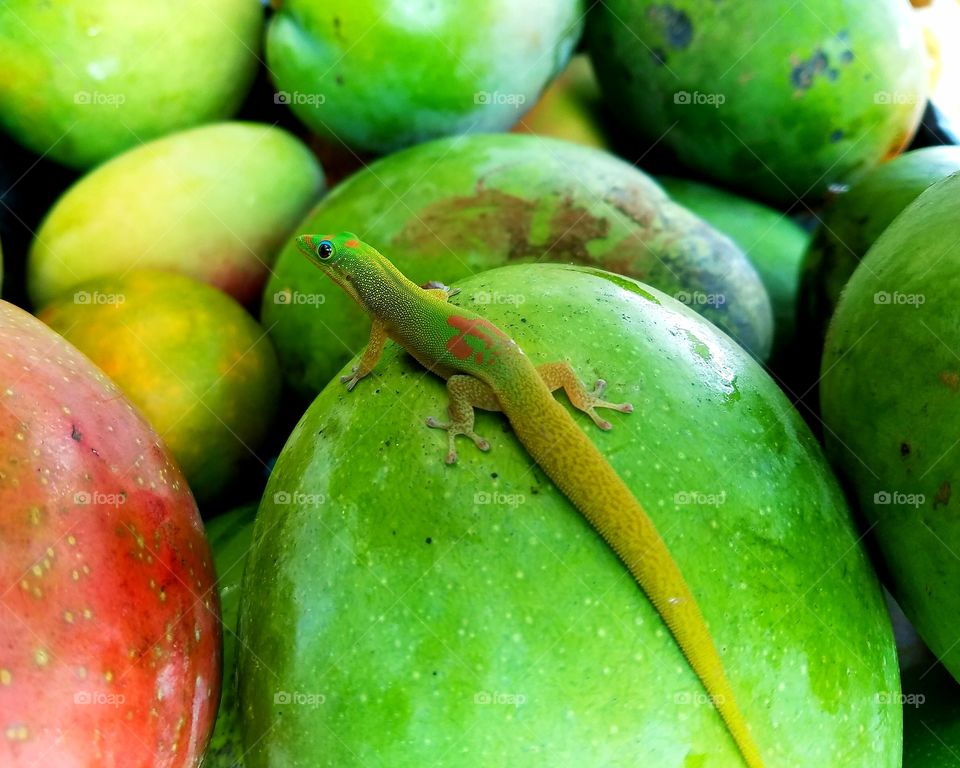 Green gecko on fruits