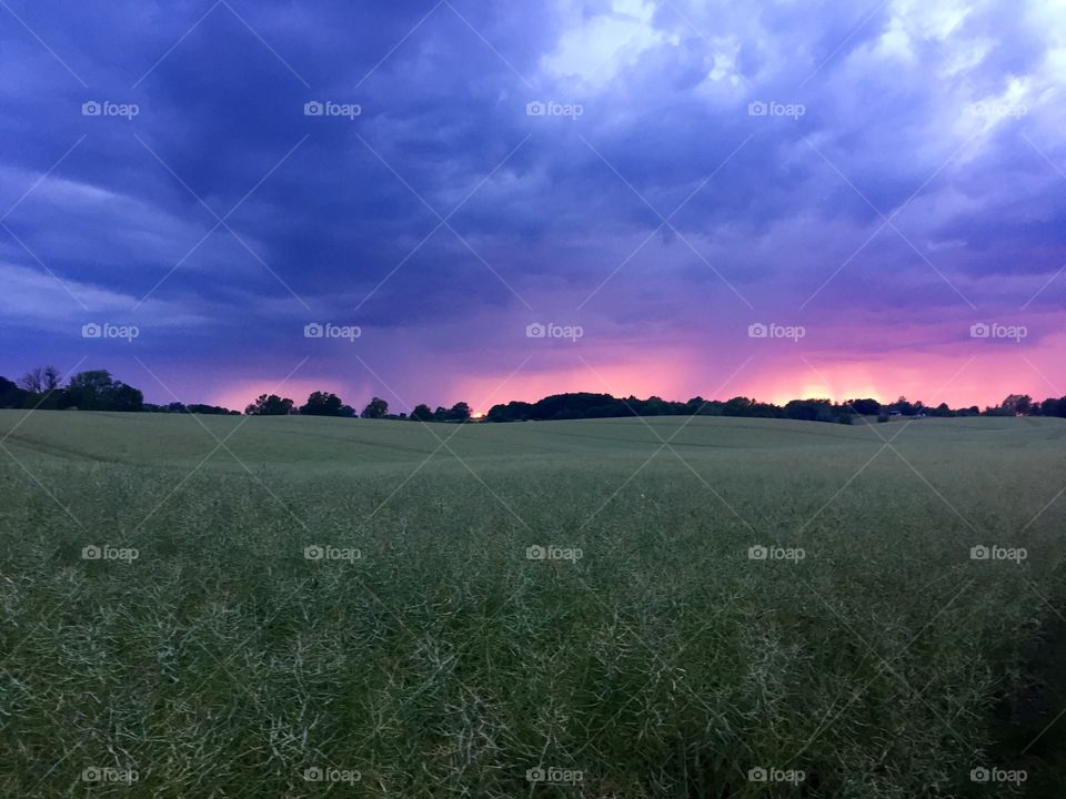 Grassy field at sunset