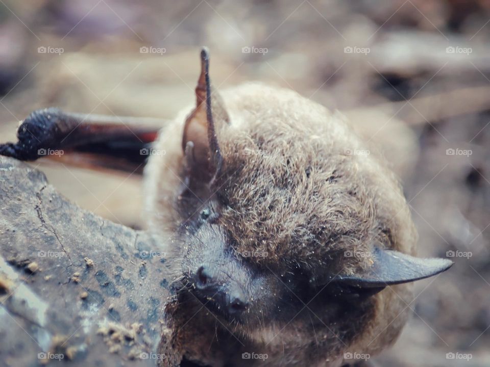 A bat, animal