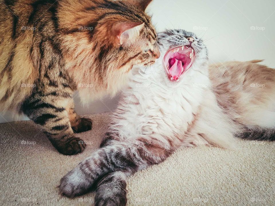 Two Fluffy cats, One Radoll yawning, One Mainecoon investigating Ragdolls mouth.