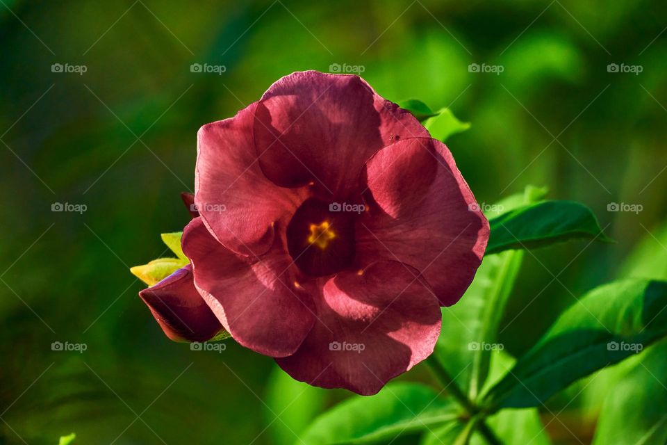 Floral photography  - allamanda