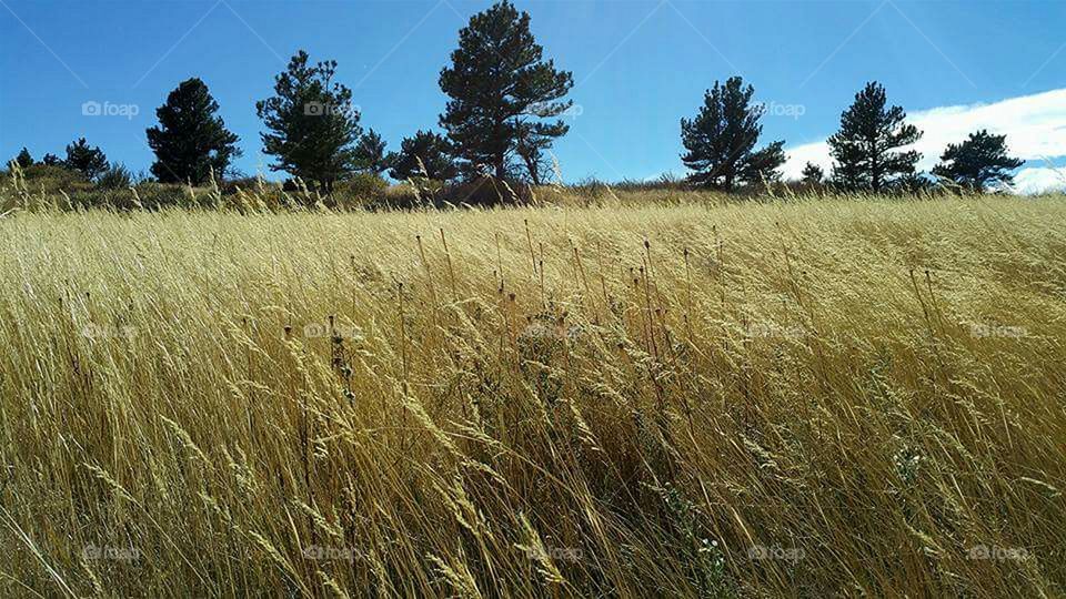 Wind swept grass in fall
