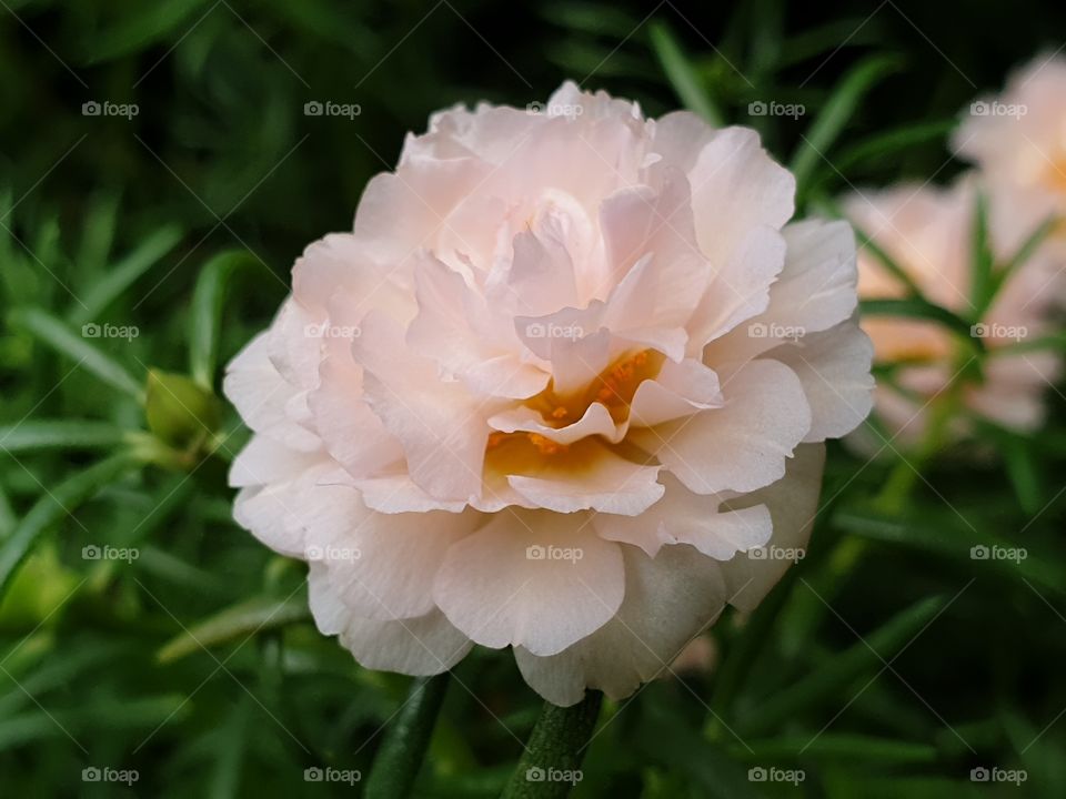 my beautiful Portulaca grandiflora