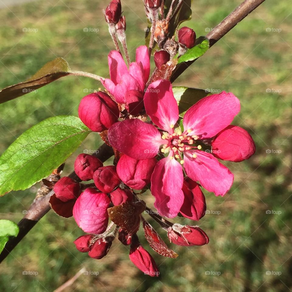 Red Perfection flowering crabapple