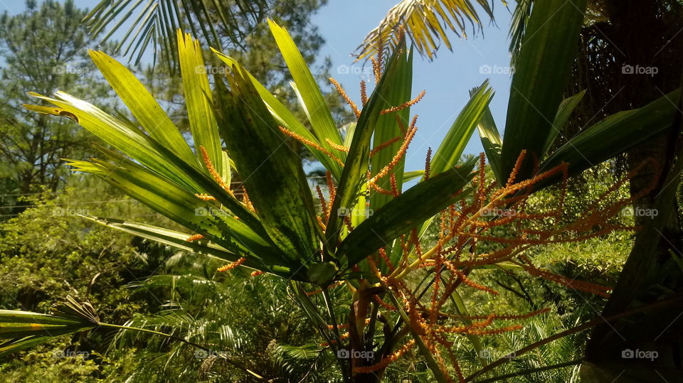 PLANT GARDEN FLOWERS BOTANICAL ENVIRONMENT