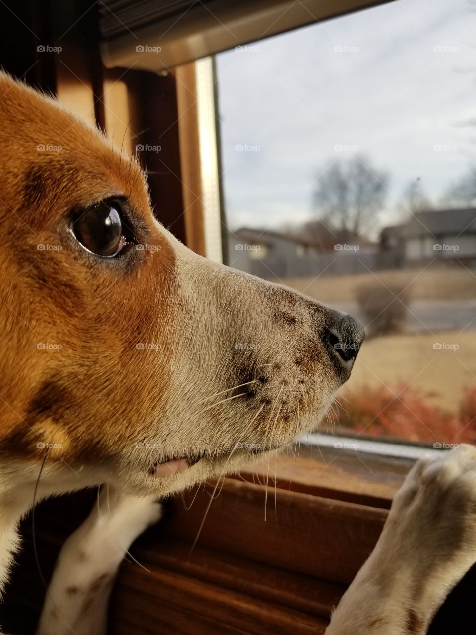 Waiting for the mailman