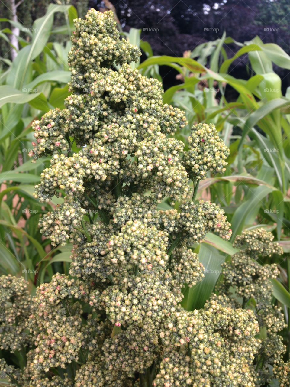 Quinoa crop growing harvest healthy nutrition 