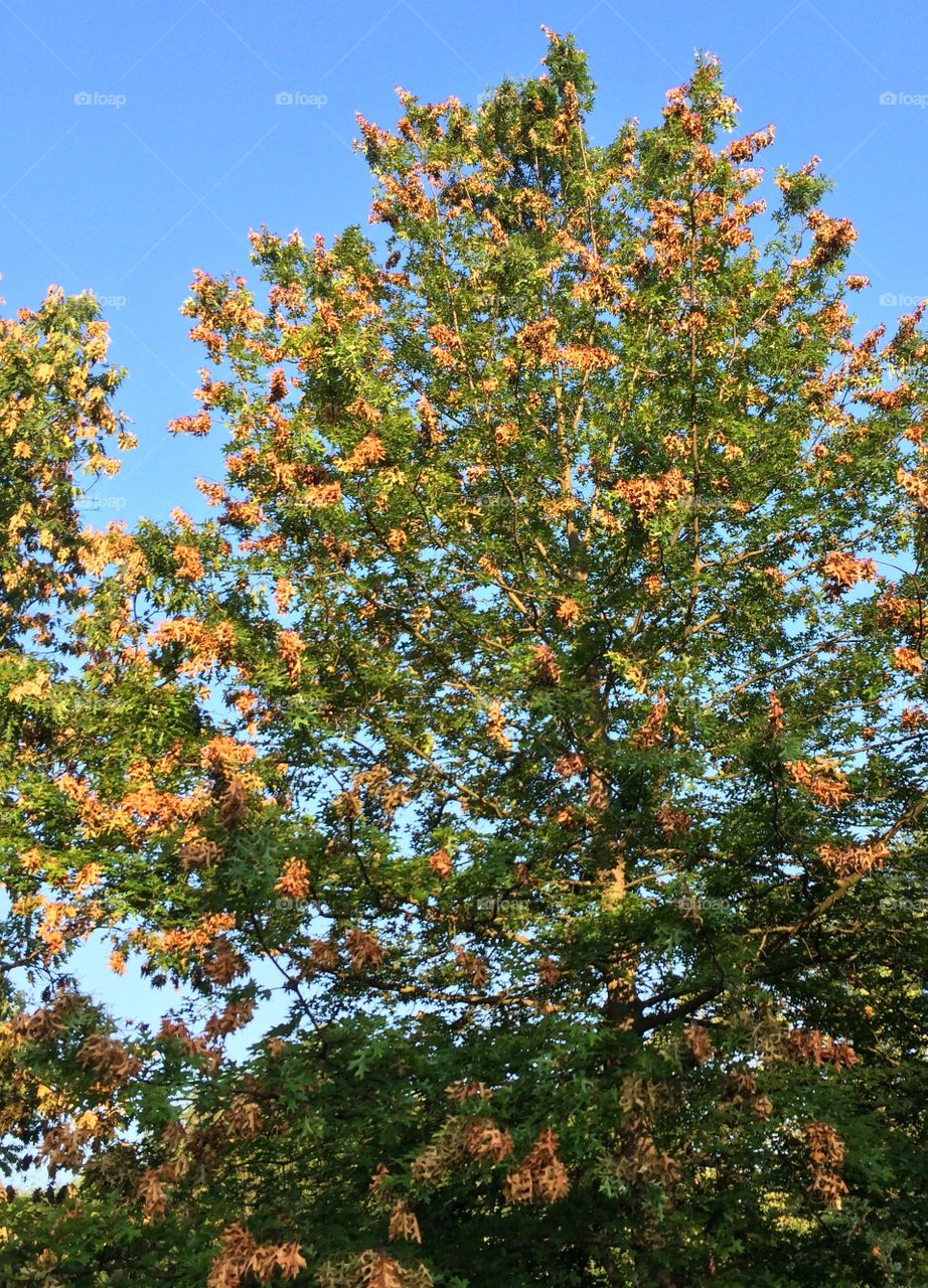 Flagging on the leaves of a tree where cicadas laid their eggs