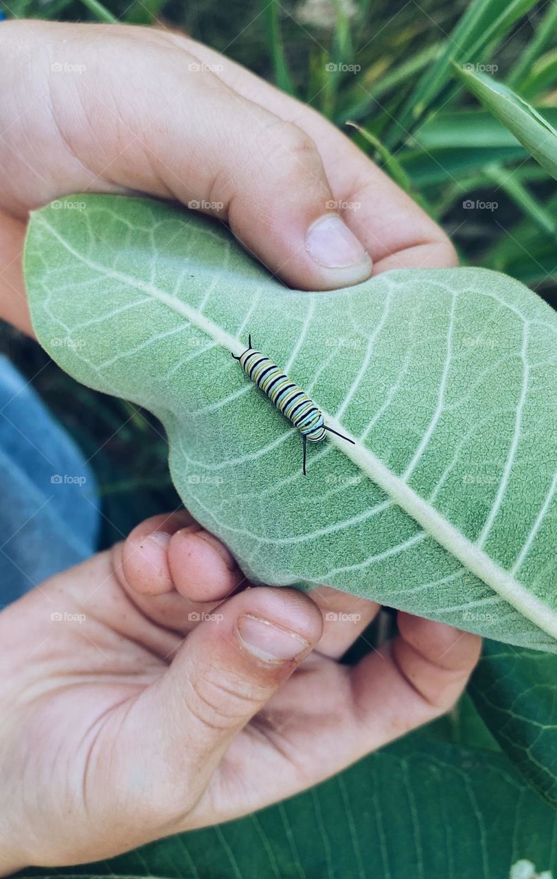 Child holding a monarch caterpillar on leaf