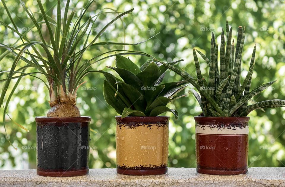 3 green leafy plants in pots sitting on a balcony against a green leafy background 