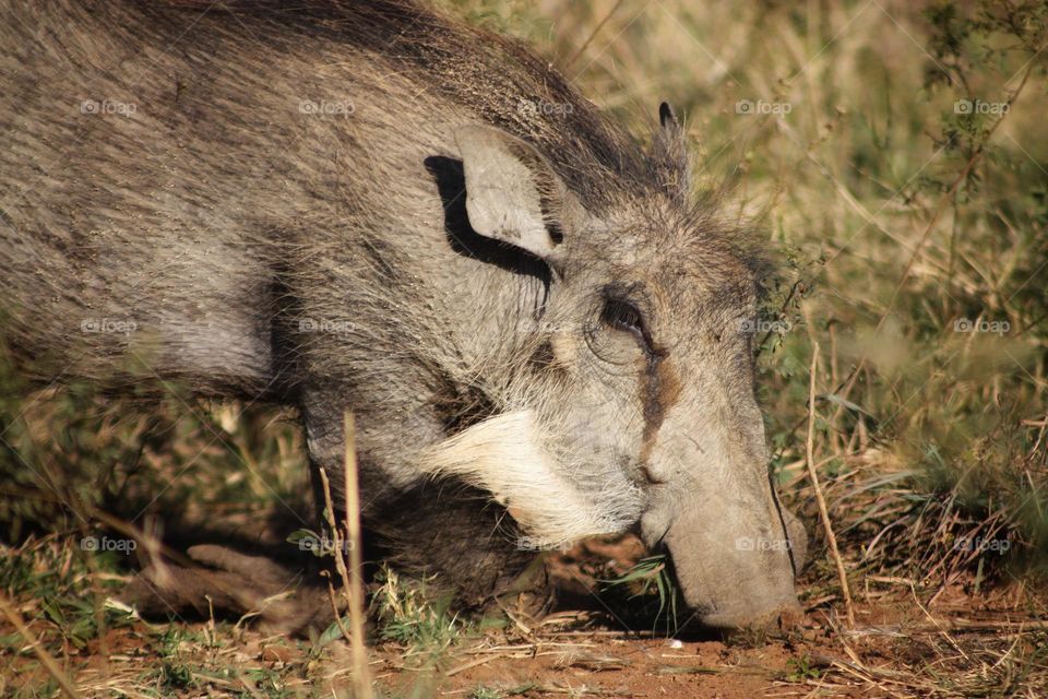 Warthog looking for a next meal.