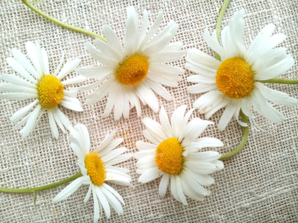 Desktop, No Person, Flower, Nature, Closeup