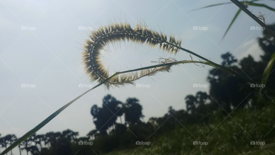 This is very natural and beautyfull leaf