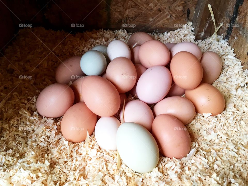 Farm fresh rainbow eggs