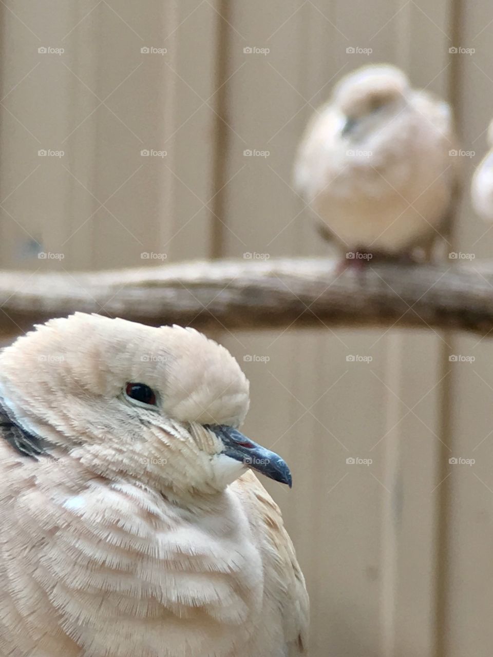 White ring necked dove closeup side view head, second dove in blurred background 