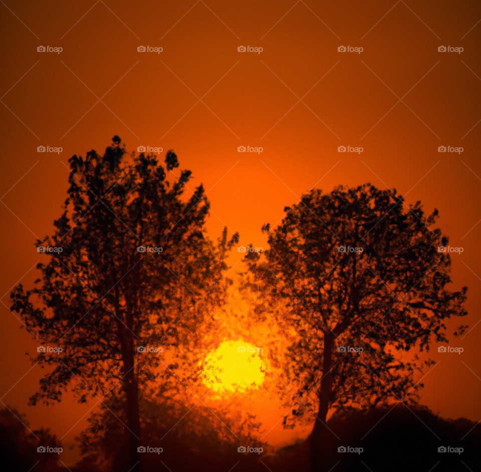 trees in a beautiful sunset