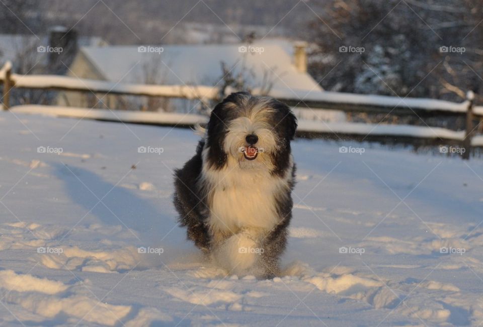 Dog's first snow