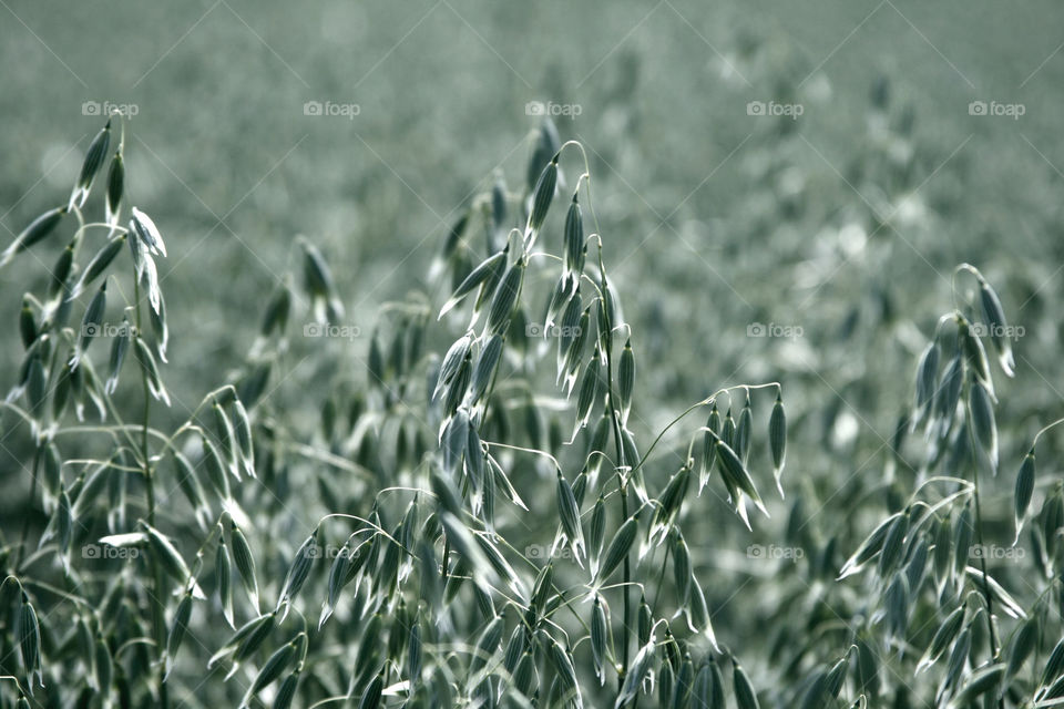 Oats field 