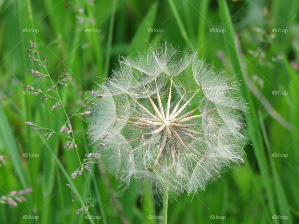 A dandelion ready for the wind to spread its seeds.
