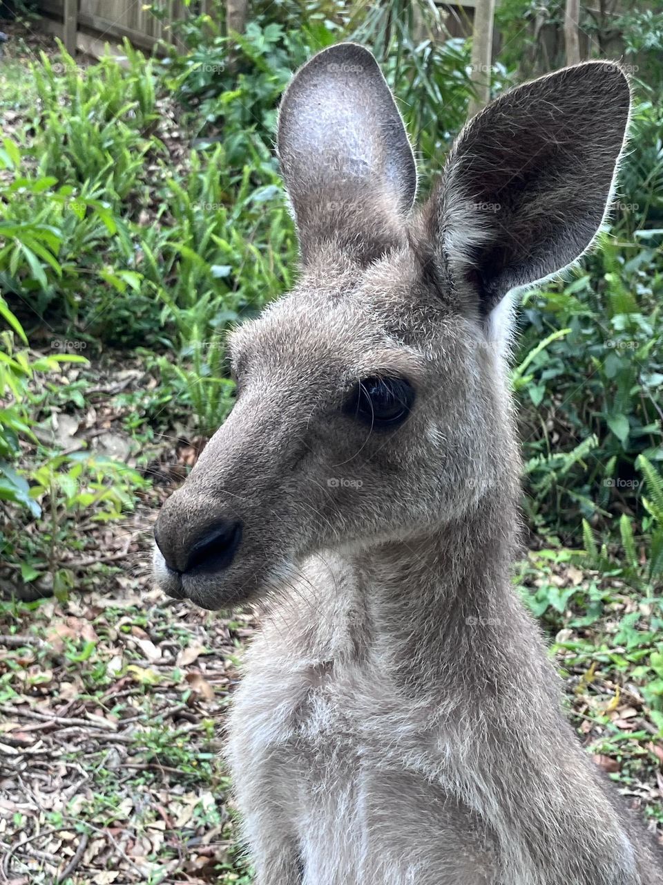 Kangaroo 