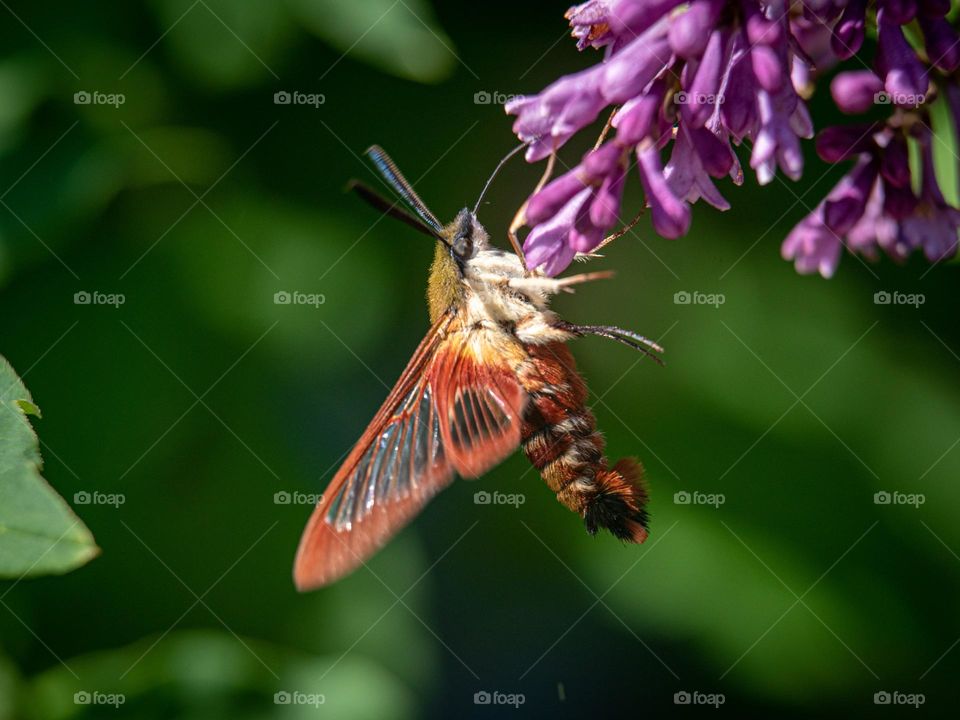 Hummingbird hawk-moth butterfly (Macroglossum stellatarum) foraging on a lilac flower