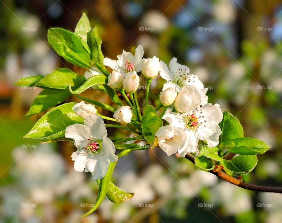 Apple blossom 🌸