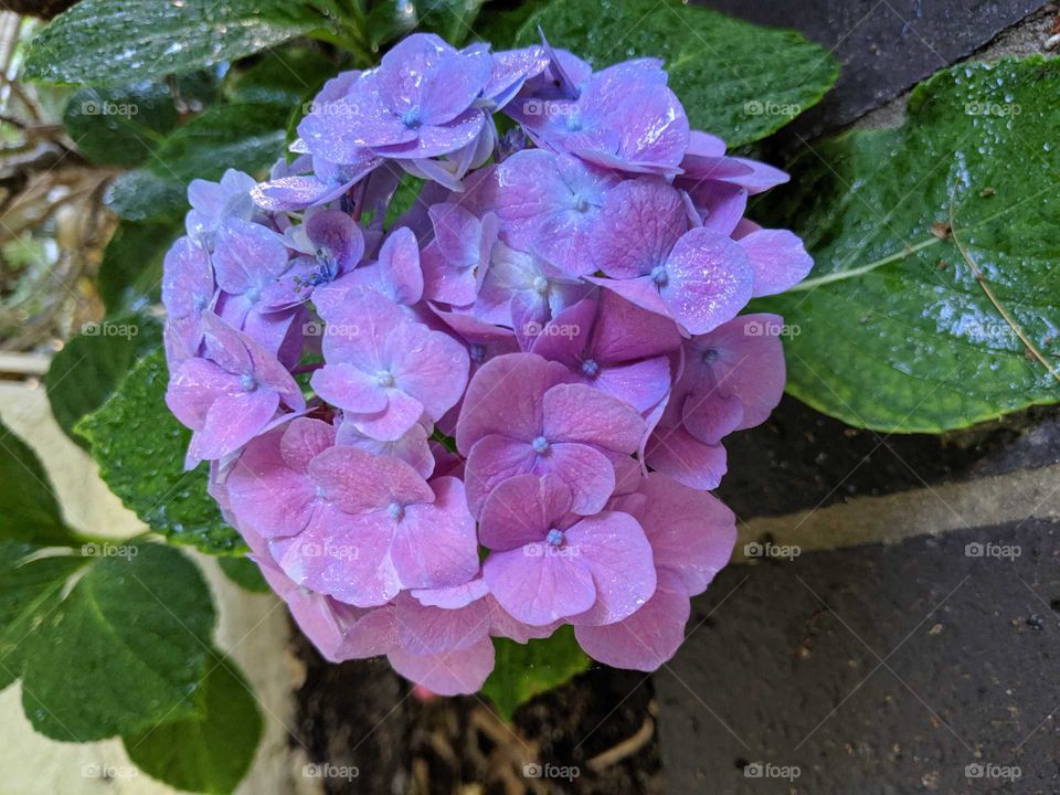 purplish flower