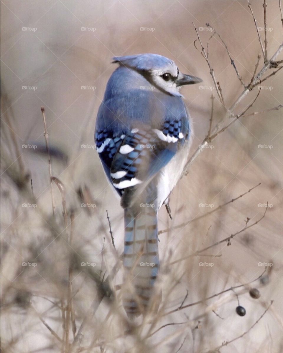Blue Jay 