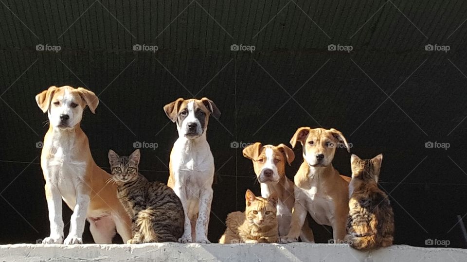Dogs and cats sitting under the sun. Piraeus Greece Mikrolimano
