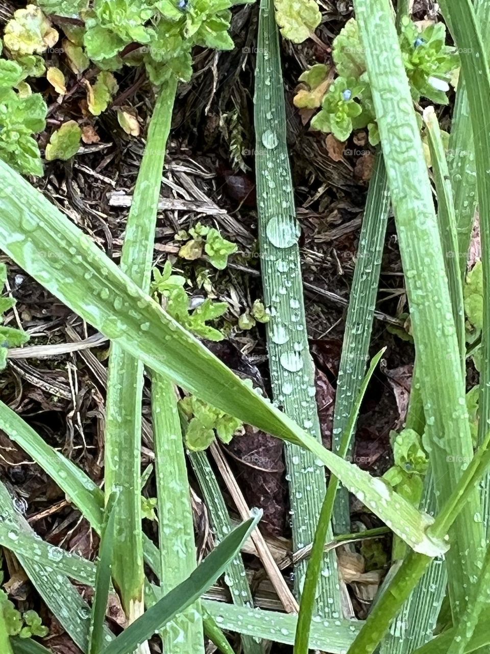 Raindrops on blades of grass 