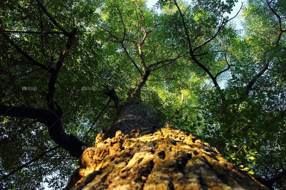 tree from above