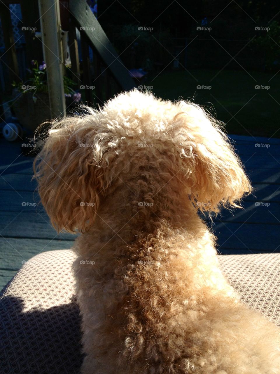 Using light to show off my poodle