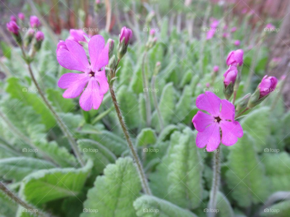 spring , bloom , flowers , gardens