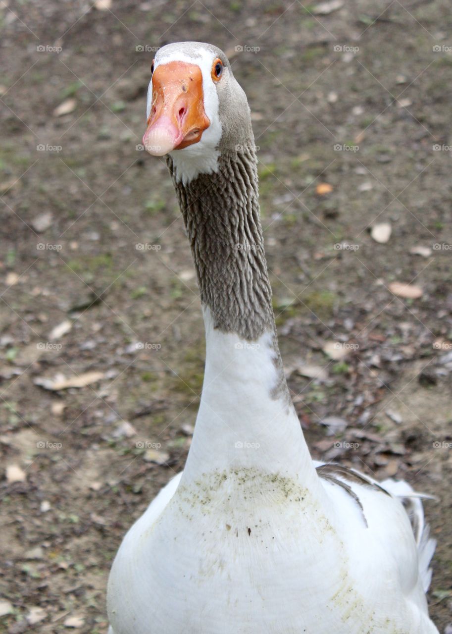 Goose