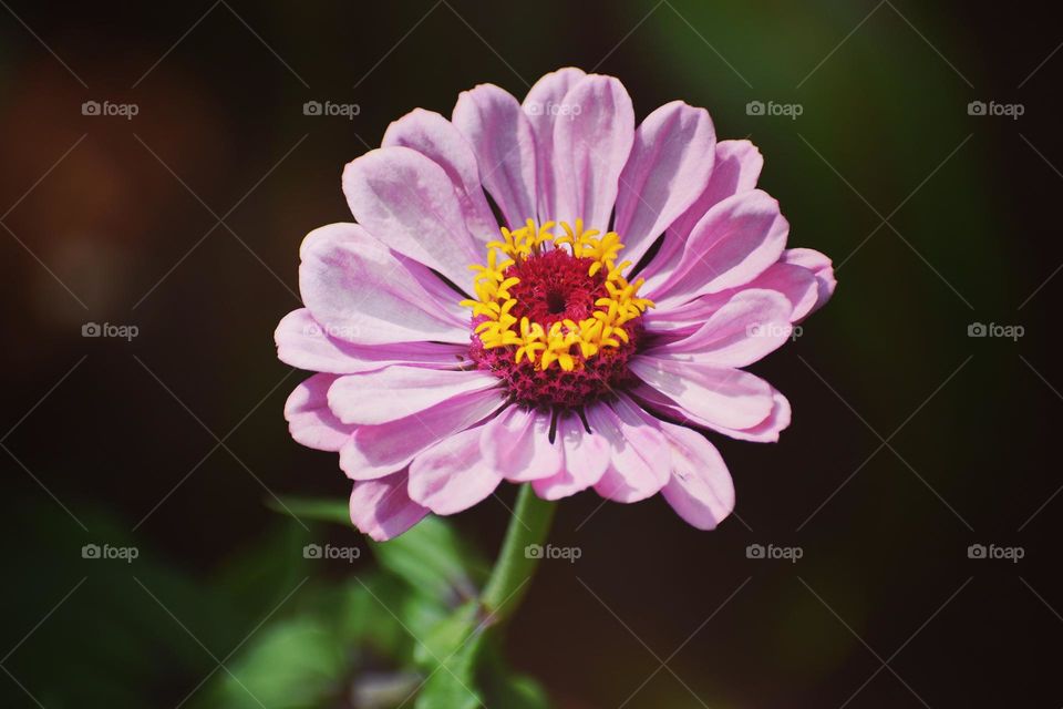 Pink yellow and red flower