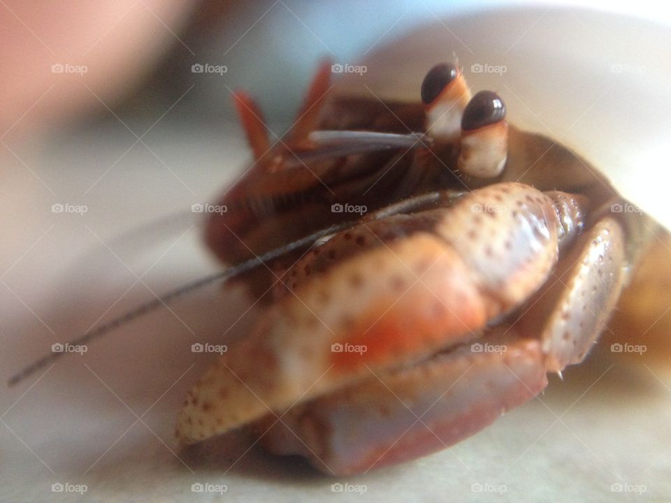 Ava's Hermit Crab