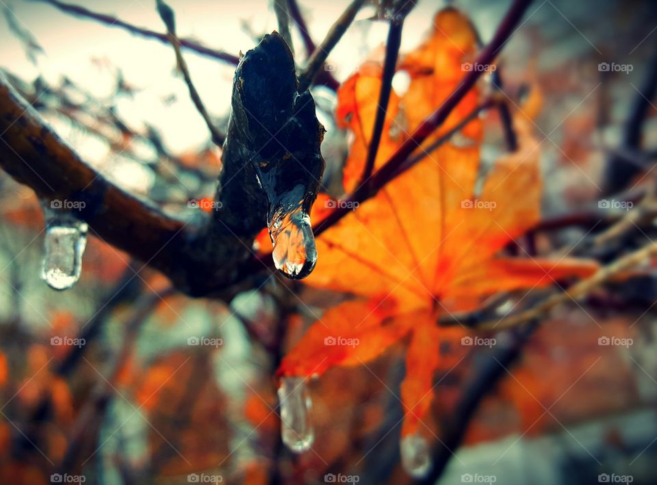 Beautiful icicle drops on a branch and Orange leaf.