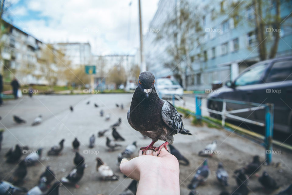 Feeding city doves