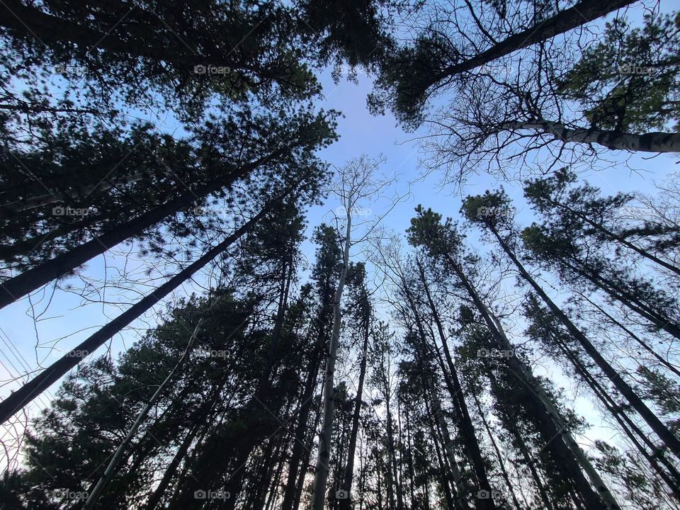 Tall trees and a blue evening sky