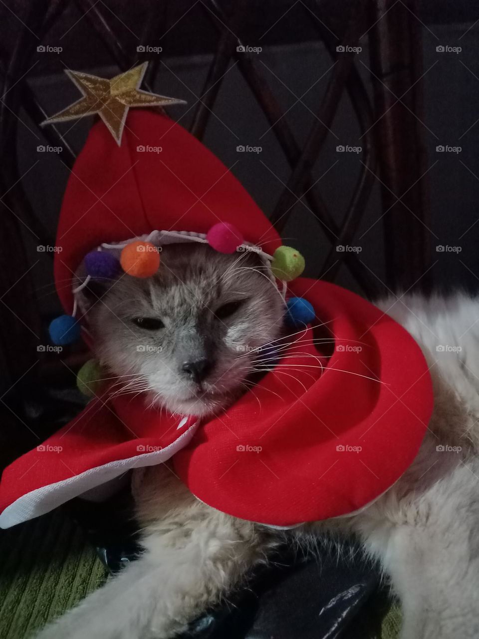 christmas cat3