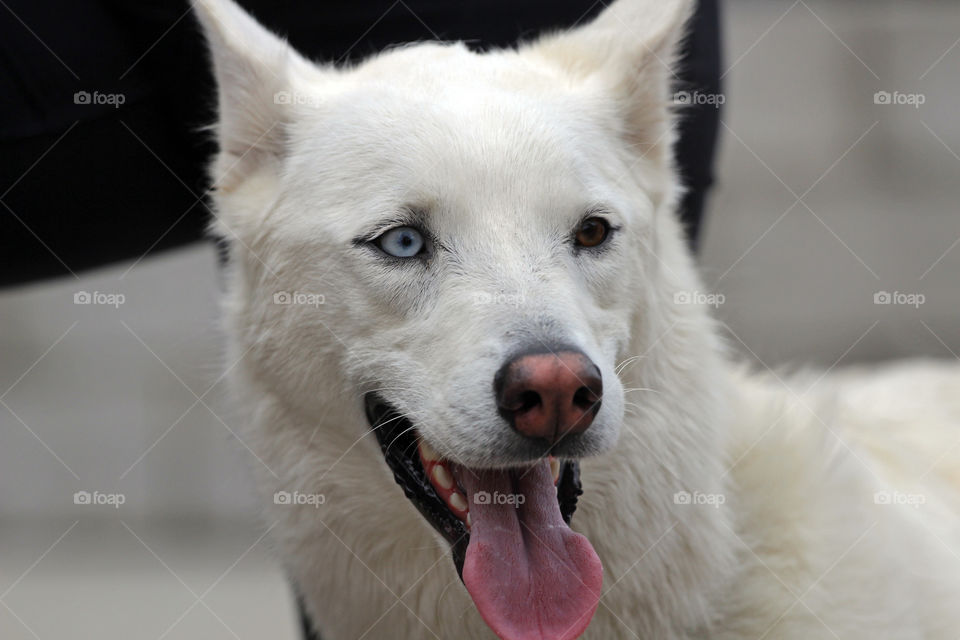 Husky/wolf