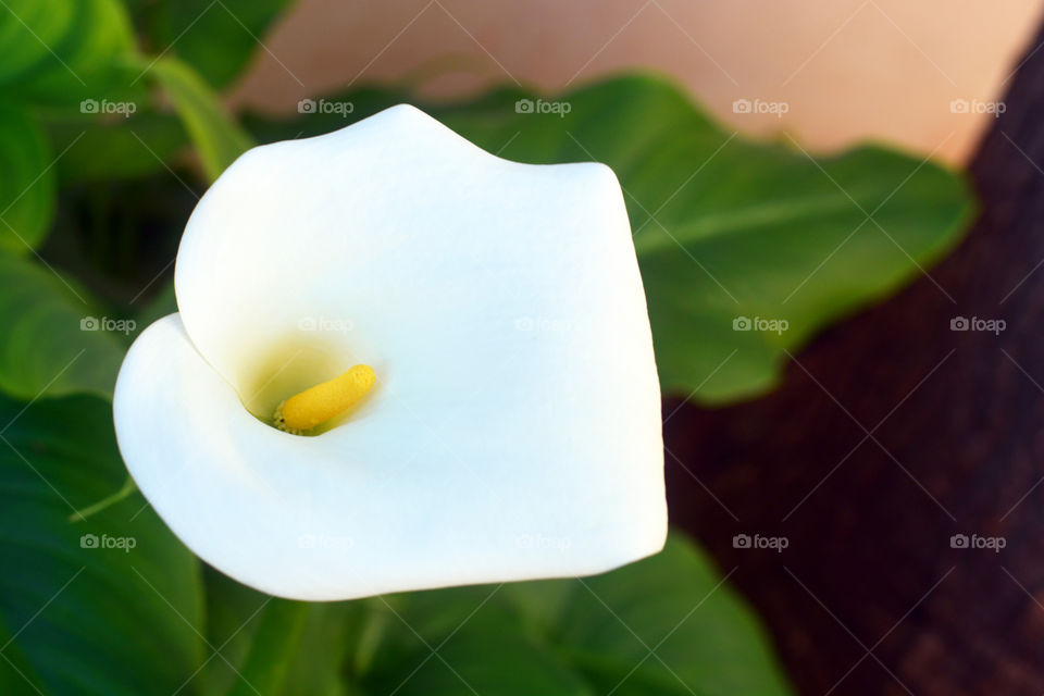White Calla lily flower in the garden.