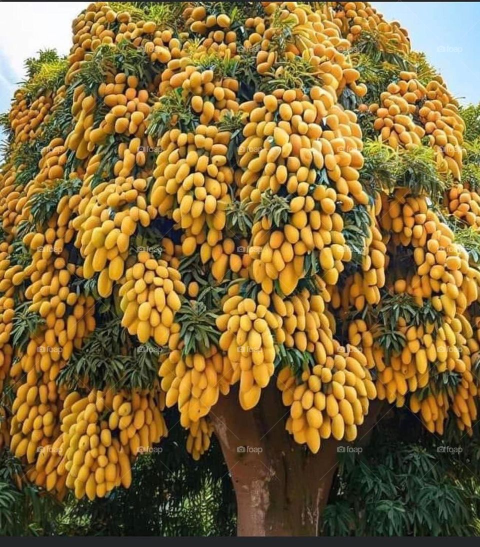 Mango tree 