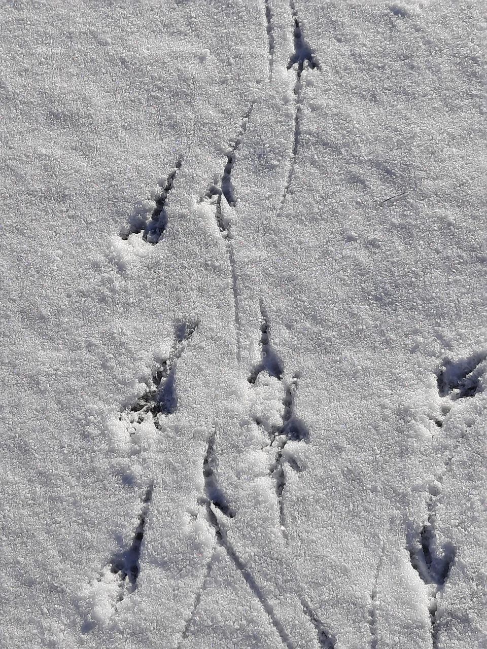 birds traces on fresh snow