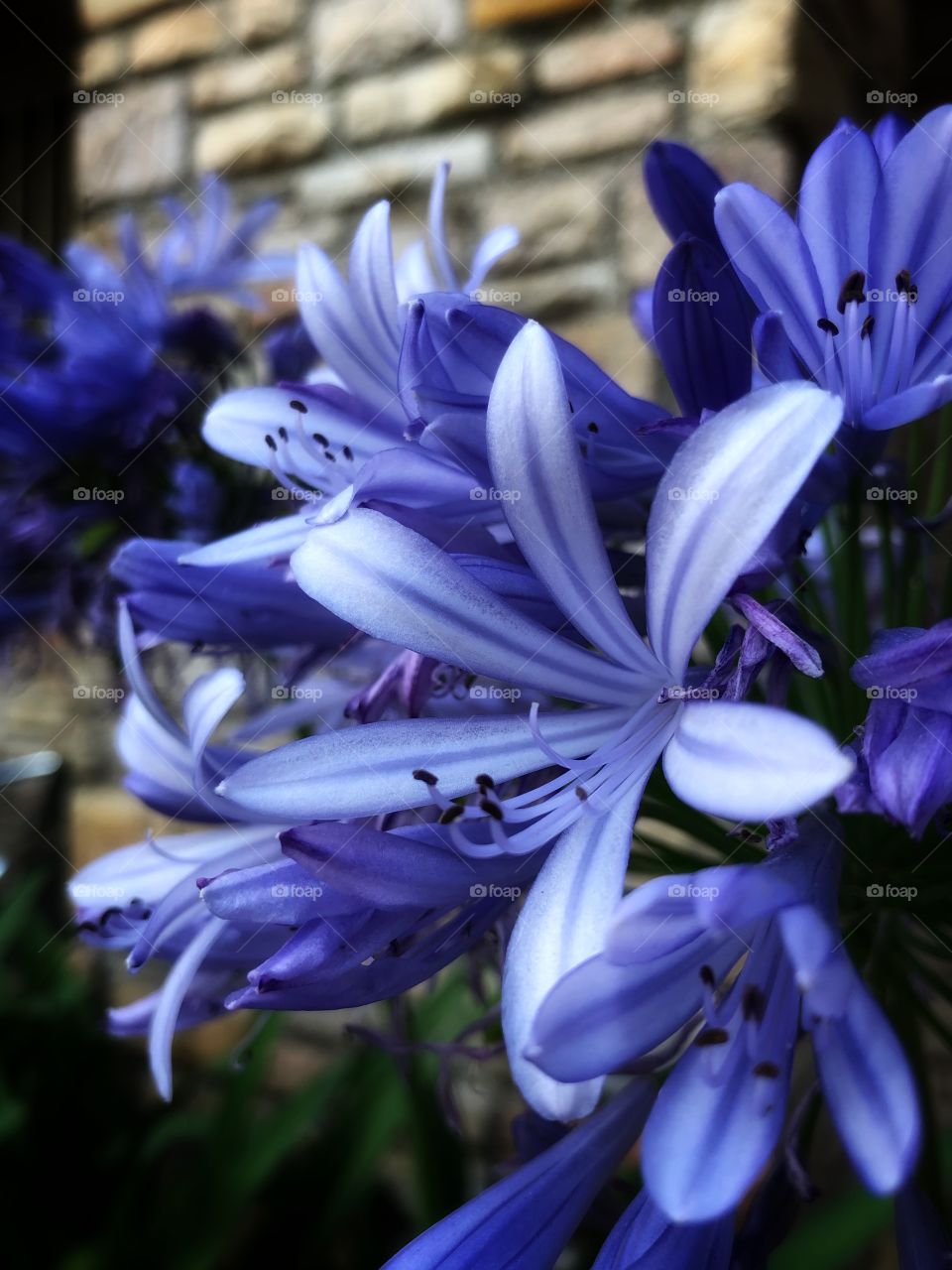 Agapanthus, from Greek: love (agape) and flower (anthus). Also known as Lily of the Nile. For a simple person who likes flowers, a very beautiful blue flower!